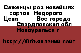 Саженцы роз новейших сортов. Недорого. › Цена ­ 350 - Все города  »    . Свердловская обл.,Новоуральск г.
